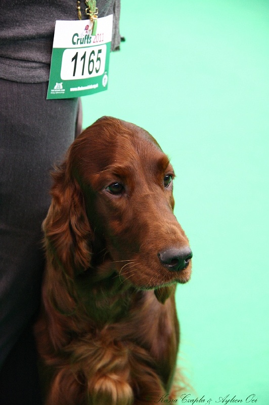 Crufts2011 394.jpg